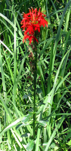 cardinal flower 2