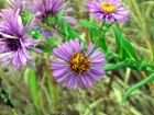 New England aster