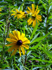 black-eyed susan