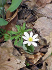 bloodroot