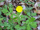 celandine poppy