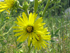 compass plant