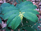 false solomon seal