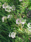 nodding onion