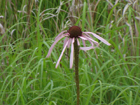 pale purple coneflower