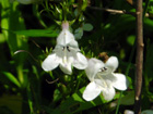 penstemon, beardtongue