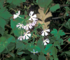 wild sweet william