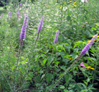 prairie blazing star