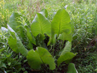 prairie dock