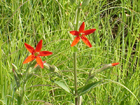 royal catchfly