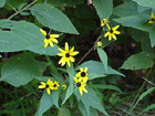 brown-eyed susan