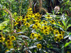 sneezeweed