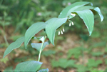 solomon's seal