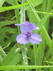 spiderwort