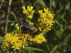 stiff goldenrod