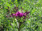 ironweed