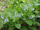 virginia bluebells