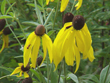 yellow coneflower