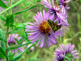 New England aster 3