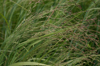 Species