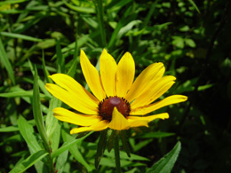 black-eyed susan