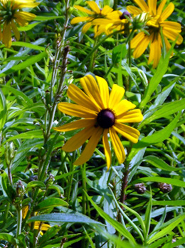 black-eyed susan 2