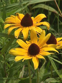 black-eyed susan 3