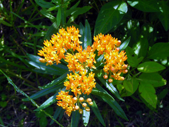 butterfly weed 3