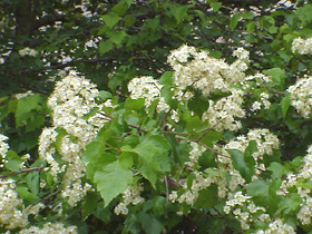 hawthorn 2