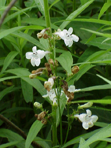 penstemon