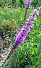 prairie blazing star