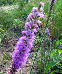 prairie blazing star 2