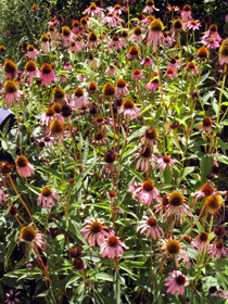 purple coneflower