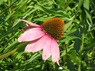 purple coneflower