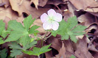 wild geranium