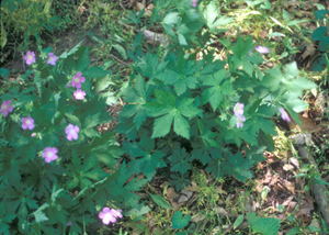 wild geranium 2