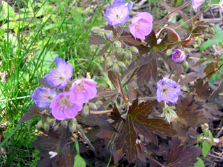 wild geranium 3