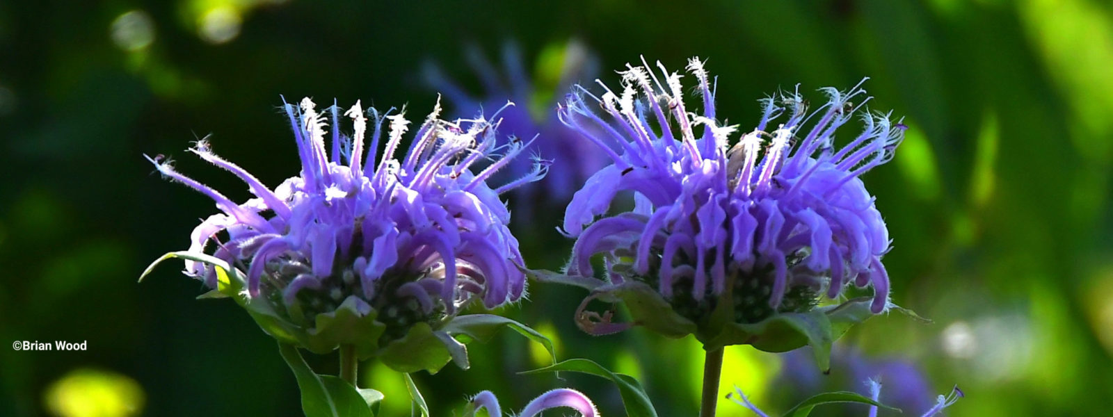 Landscape Uses Of Native Plants Inps