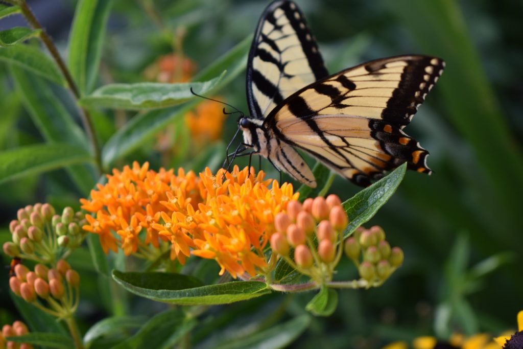 Indiana Native Plant Society Auction - INPS