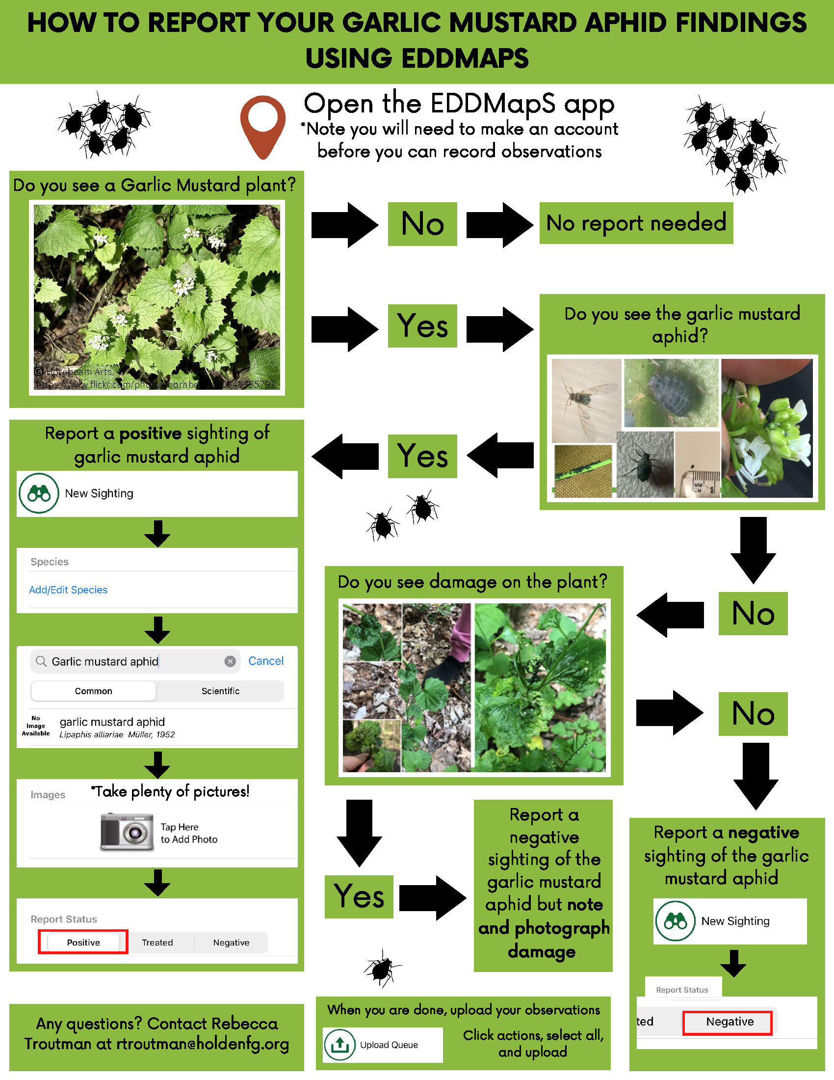 Watch for Garlic Mustard Aphids INPS
