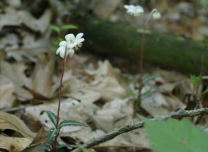 Photo of flower blooming, shooting up from the forest floor.