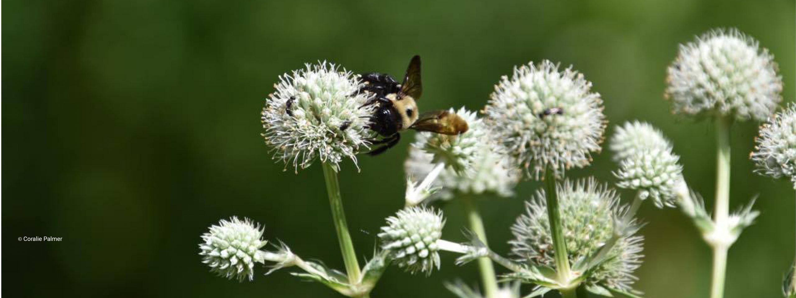 terrestrial plant rule terrestrial plant rule