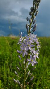 Tall flowering spike of lavender star-shaped blooms with buds, against a green field and dark, cloudy sky (Liatris spicata).