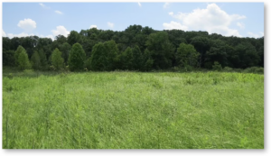Photo of Springfield Fen.