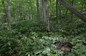 Photo of the Bendix Woods Forest Preserve.