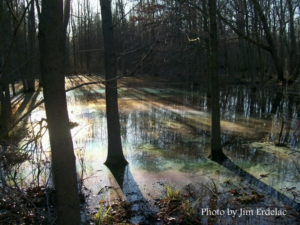Ambler Flatwoods photo by Jim Erdelac