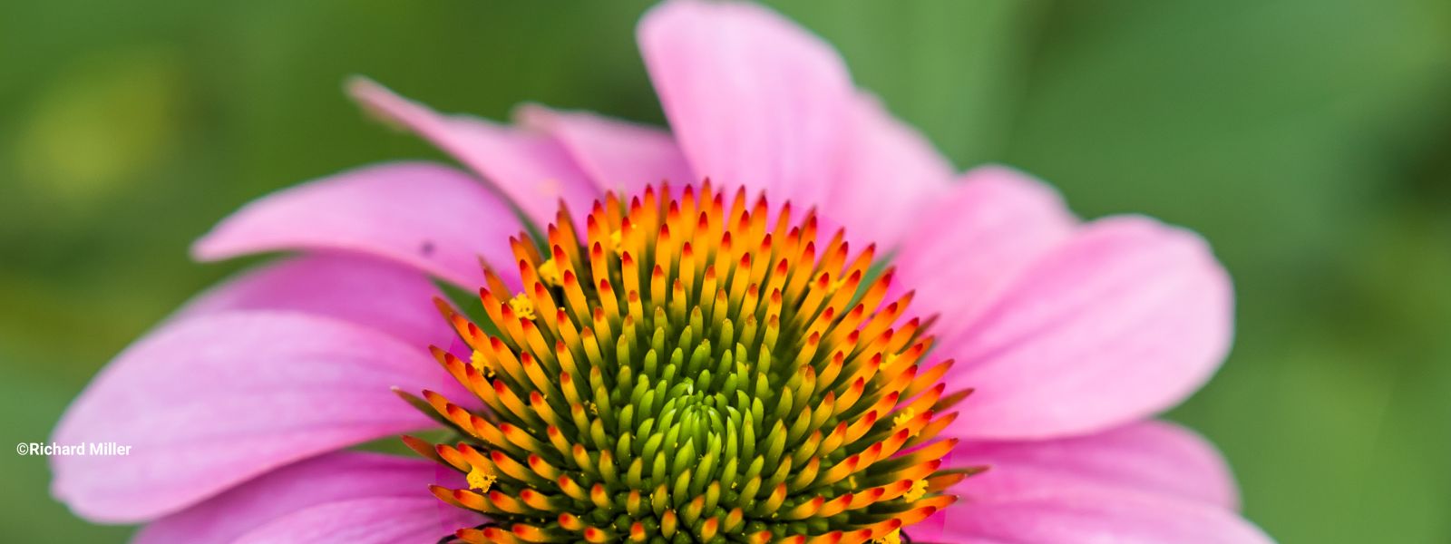 meet-the-indiana-native-plant-society-inps