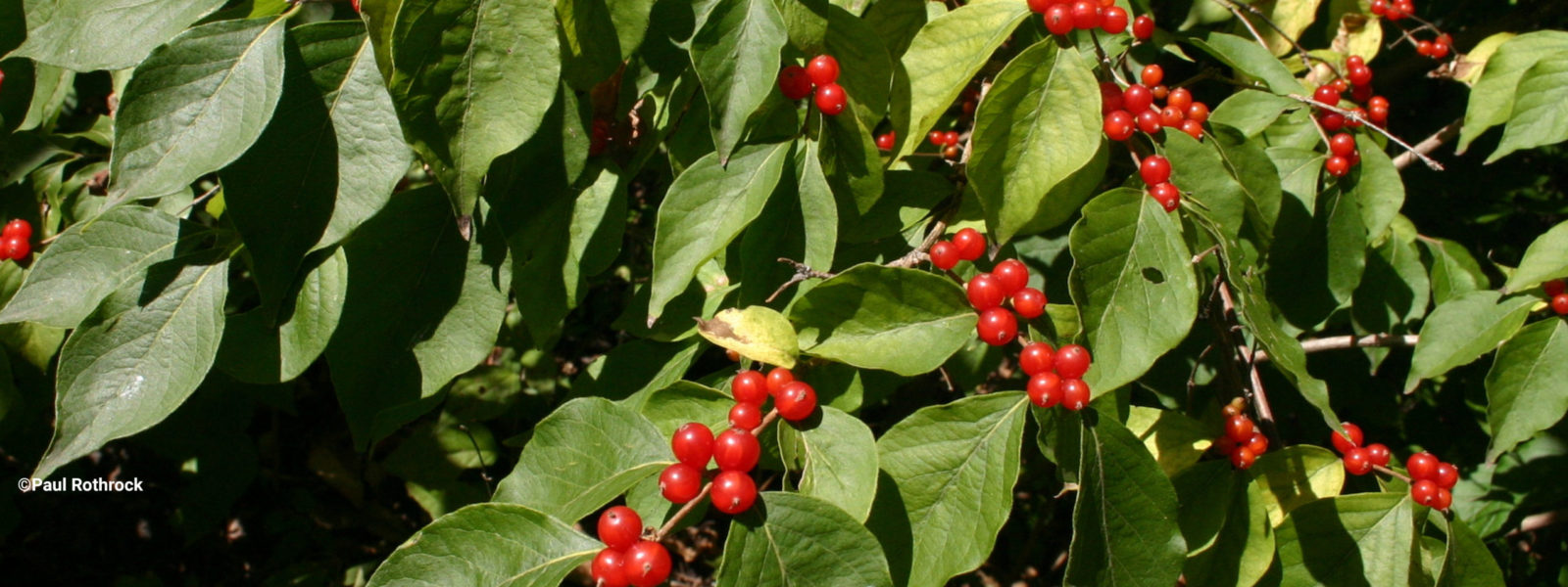 what-s-an-invasive-plant-inps