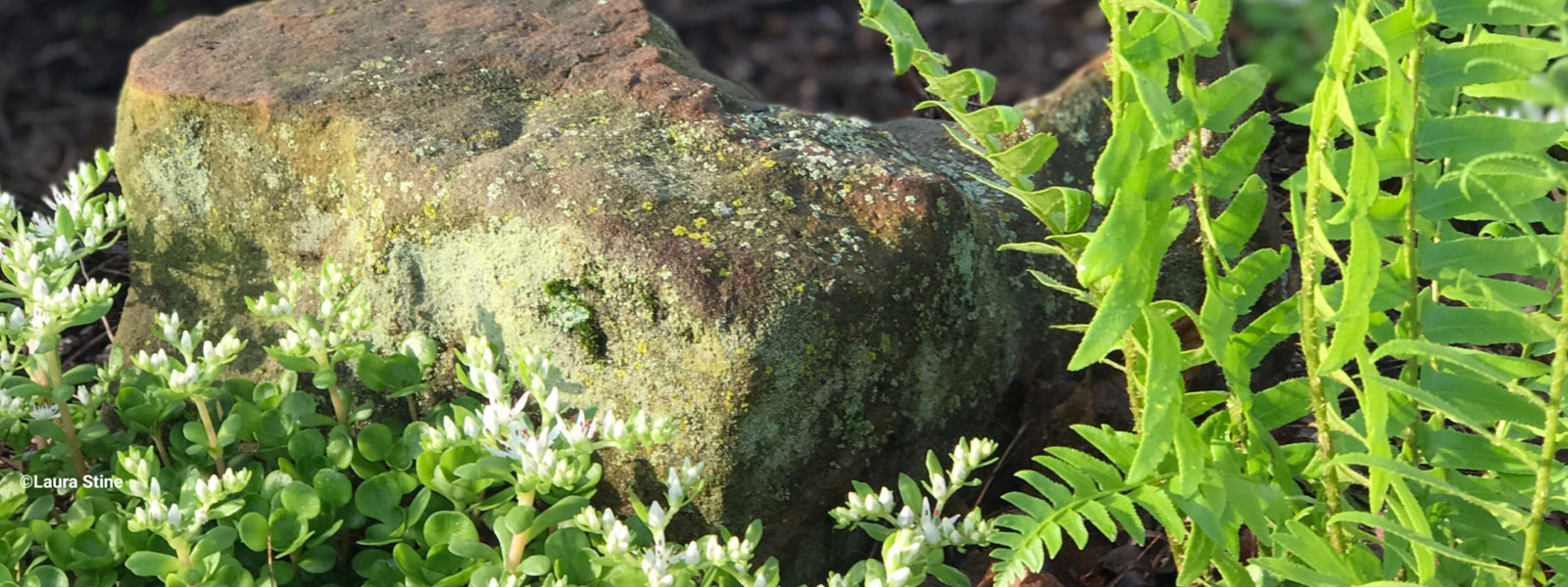 Landscaping with Natives Team INPS