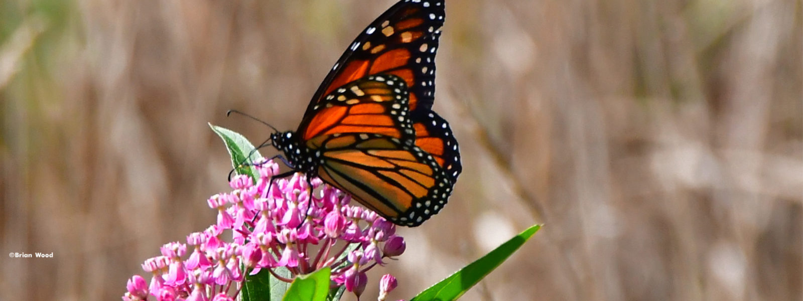 Landscape-Worthy Indiana Natives - INPS